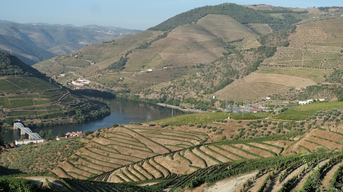 The terraced vineyards of the Douro Valley falling to the river near Pinhao, the socalcos too steep for machines, no identifiable people and no readable branding, for the piece on doing a Douro grape-harvest stay