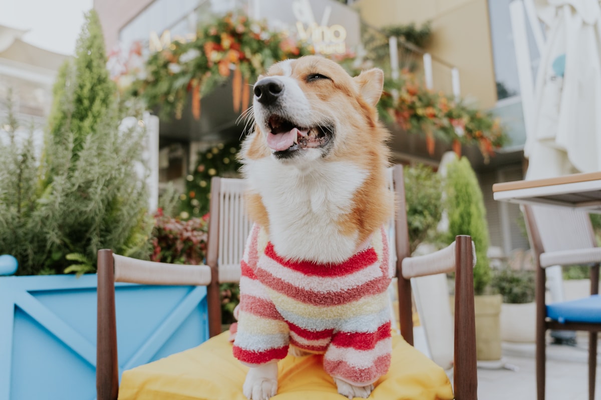 A small dog in a sweater standing on a cushioned outdoor cafe chair with floral decor and greenery in the background, no identifiable person and no readable brand name or logo, for the piece on restaurants and offices formalizing dog-friendly etiquette codes
