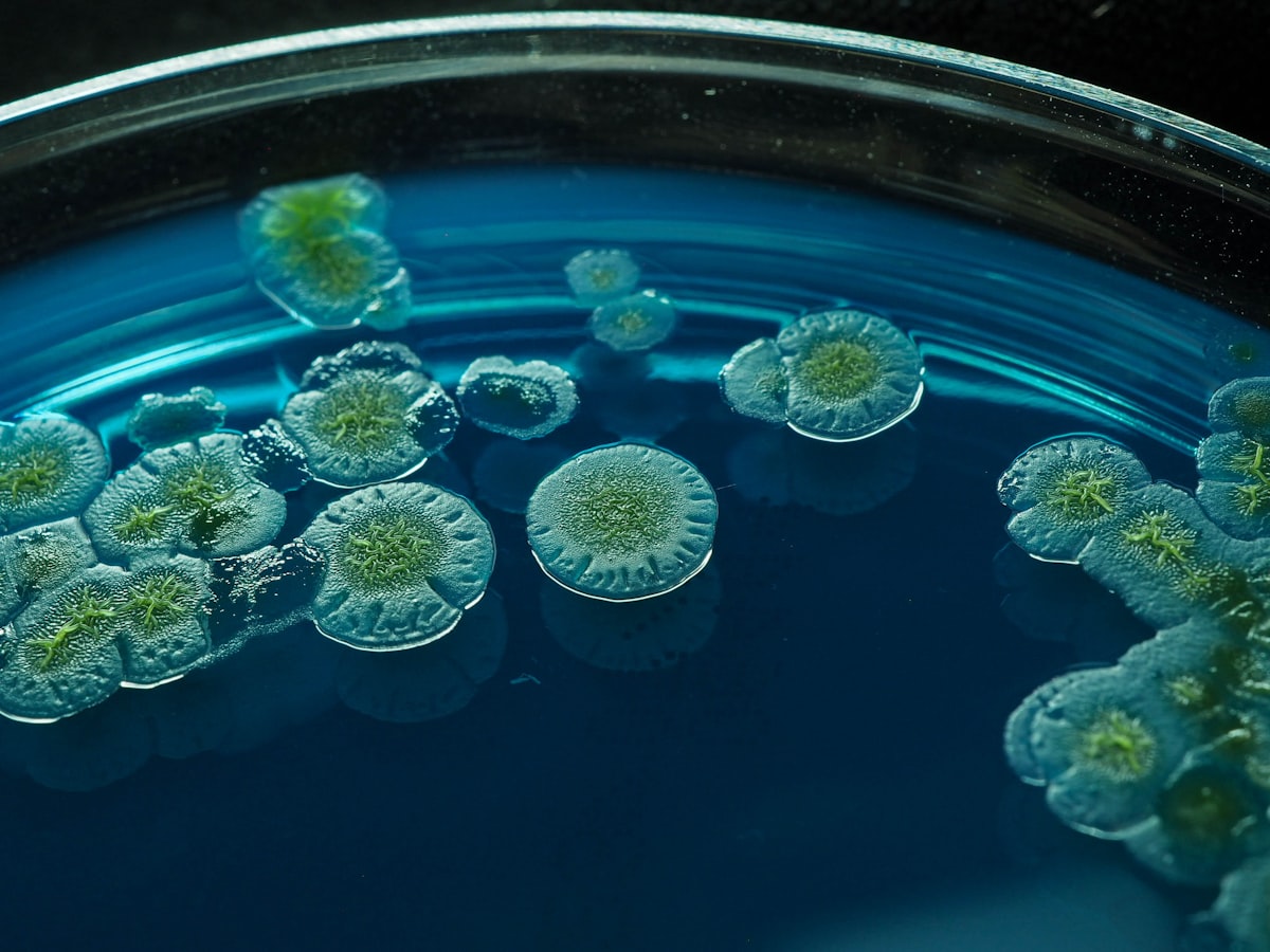 A macro shot of bacterial colonies growing on an agar culture plate, no people, standing in for the gut-bacteria toxin lead (colibactin) discussed in the piece on colorectal cancer rising in adults under 50